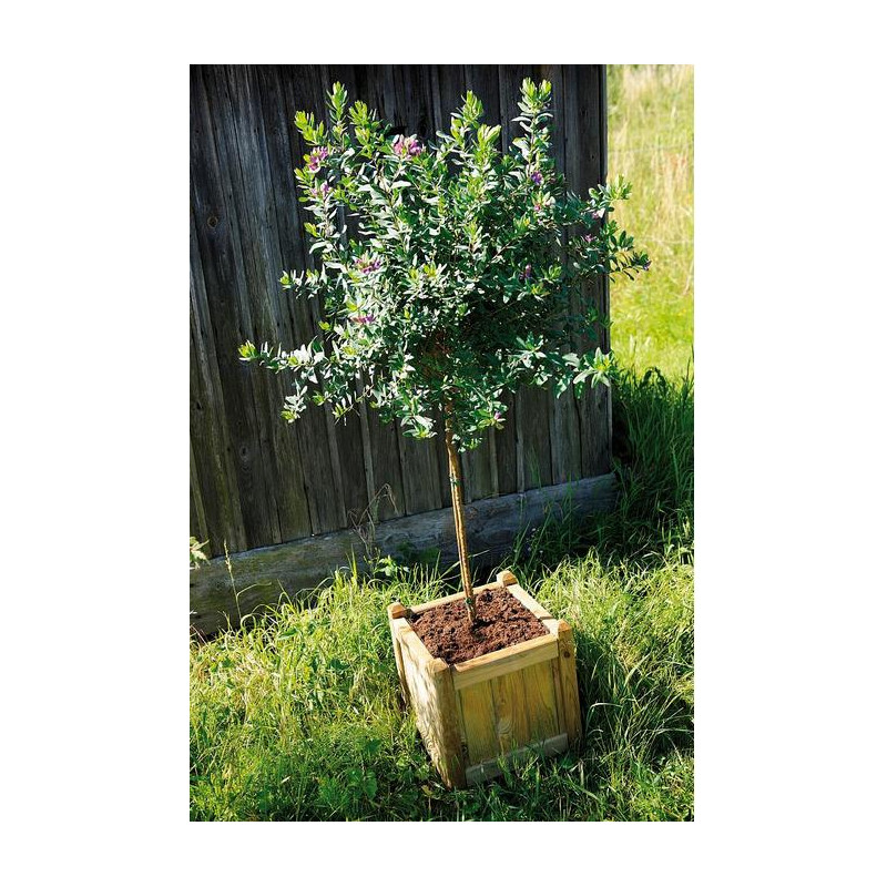 Jardipolys Bac à fleurs en bois carré 52L VENDOME 50 Jardipolys Kobleo Jardipolys Bac à fleurs en bois carré 52L VENDOME 50 Jardipolys Kobleo