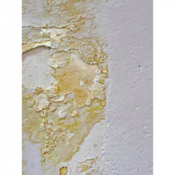 Dalep Anti-salpêtre Dalep 20L traitement prêt à l'emploi Kobleo