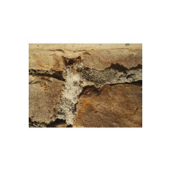 Dalep Anti-salpêtre Dalep 20L traitement prêt à l'emploi Kobleo