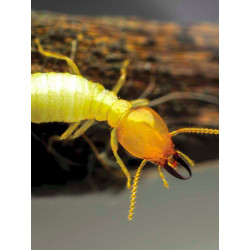 Dalep Traitement bois Dalep D'XYL tous usages 20L prêt à l'emploi Kobleo