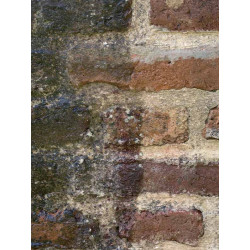 Dalep Nettoyant rapide Dalep Net Express anti-lichen 5L prêt à l'emploi Kobleo