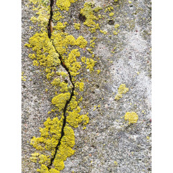 Dalep Nettoyant Désincrustant Dalep NET 9 bidon de 5l prêt à l'emploi Kobleo