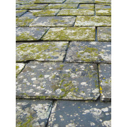 Dalep Bidon de 5L Fongicide DALEP UC traitement ultra concentré sans odeur Kobleo