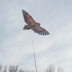 Ribimex Effaroucheur volant Ribimex tenu par piquet au sol 1,75m d'envergure Kobleo