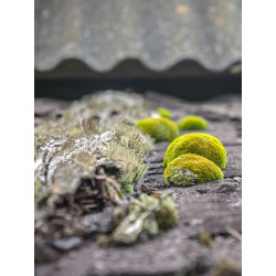 Dalep Traitement Professionnel concentré DALEP 2100 20L 2en1 Kobleo