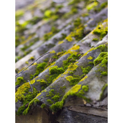 Dalep Traitement fongicide DALEP PE prêt à l'emploi bidon de 5L Kobleo